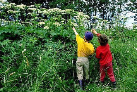 twins and cow parsnip